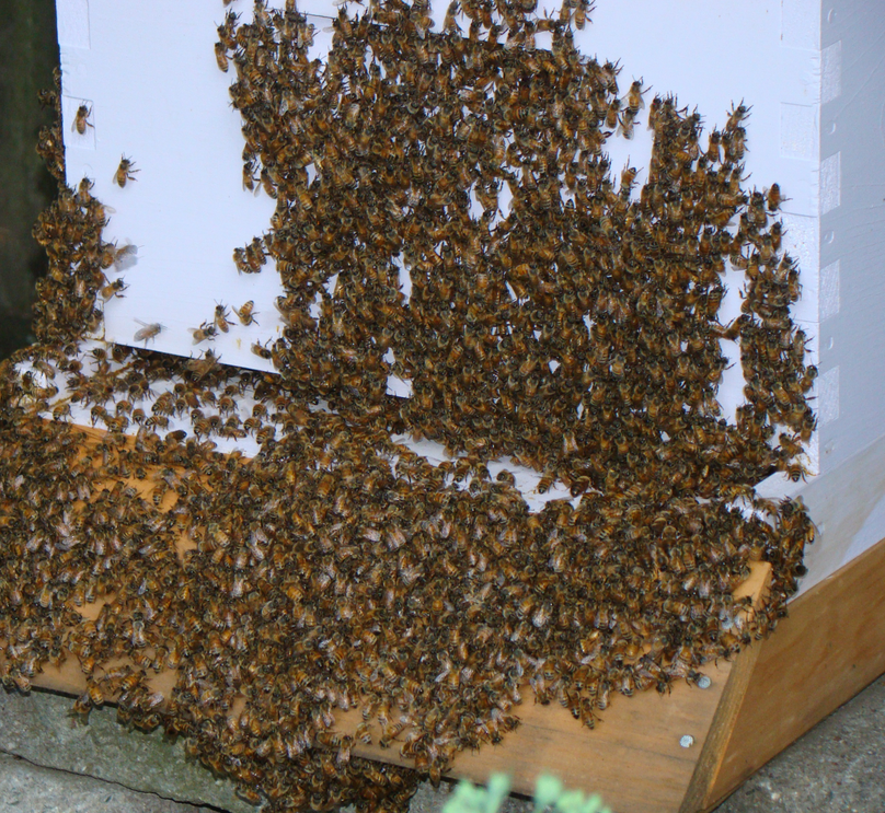 Hot Dry Texas Summer and Honey Bees