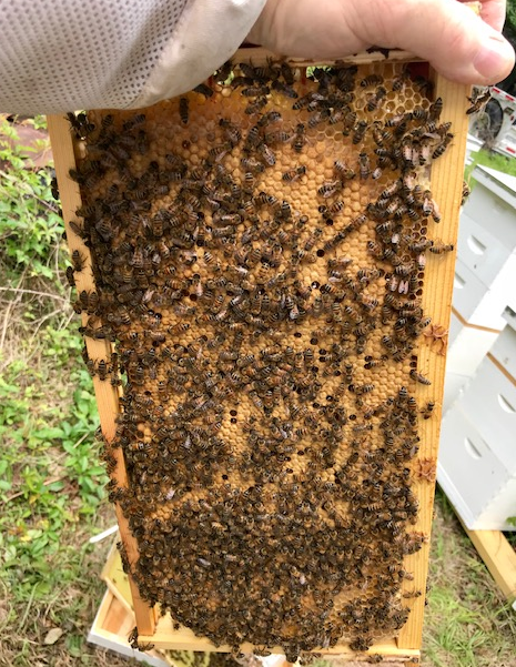 A Good Bee Year !