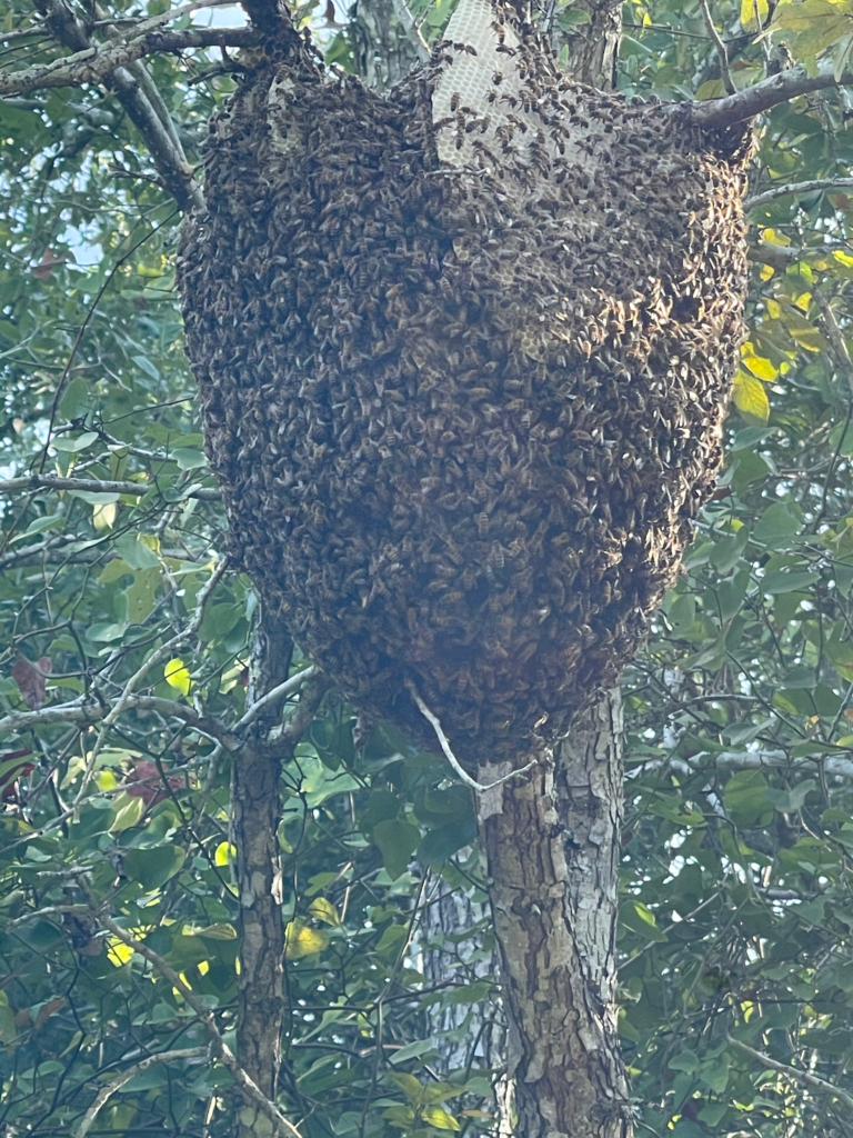 Open air bee hive swarm in a tree.