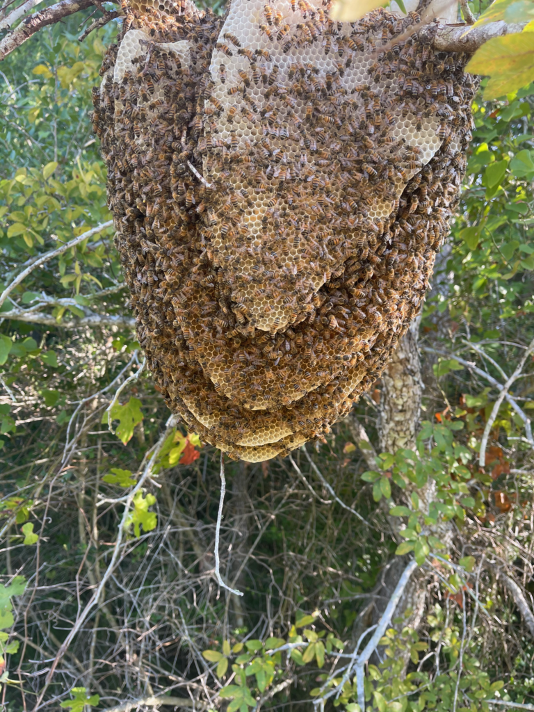 Honeycomb built into a yaupon tree.