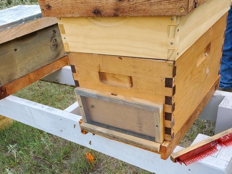 Weekly Beekeeping Meet-up