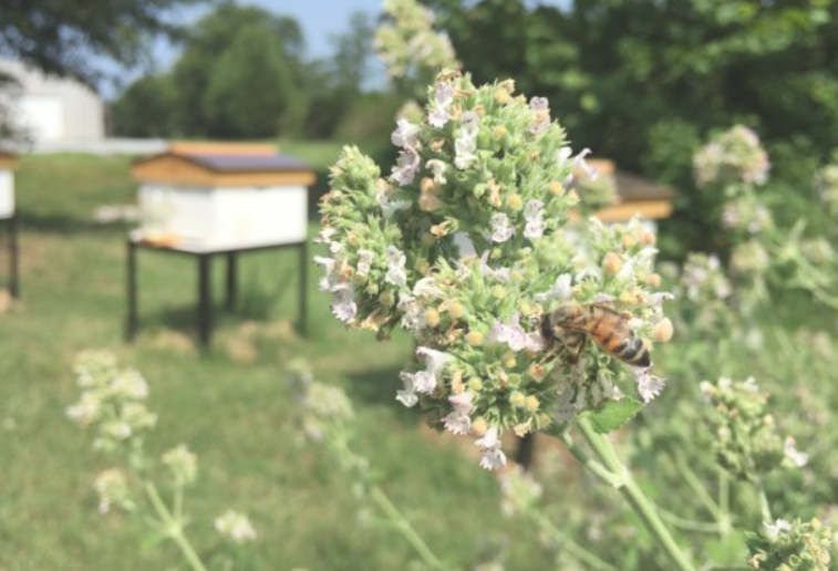 Honey Bees Love Catnip