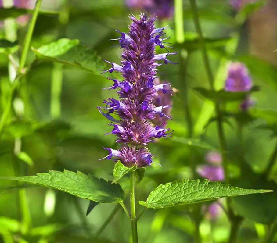 Pepperment Flower