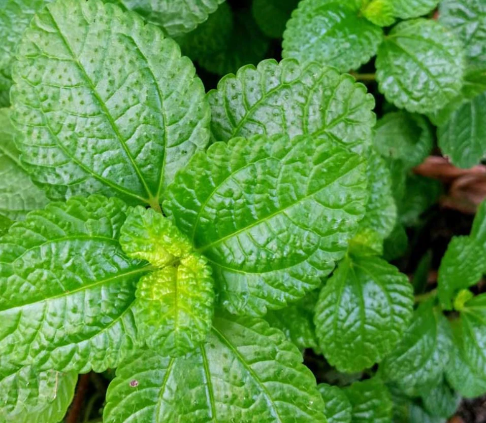 Peppermint Leaves